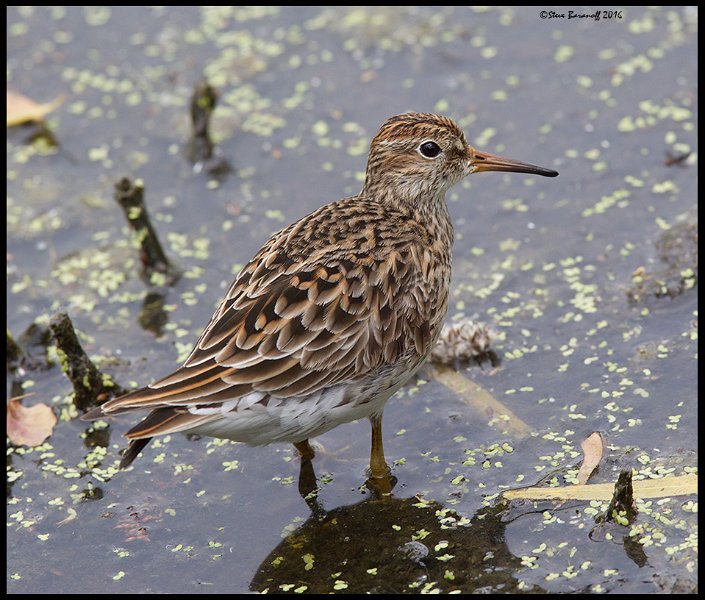 _6SB0753 pectoral sandpiper.jpg